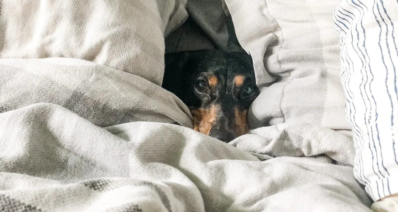 Właściciel uczący psa komendy 