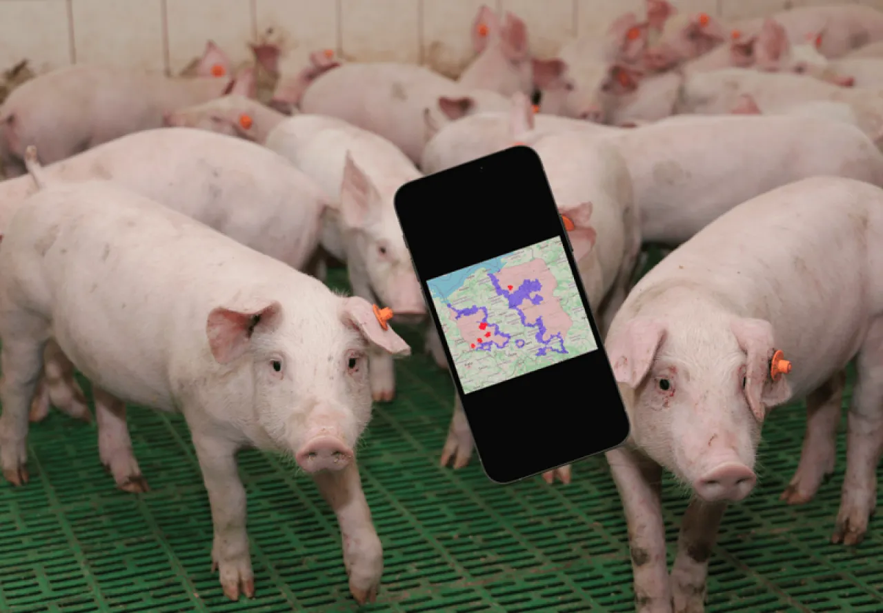 Wiele świń na farmie, a na ekranie telefonu mapa z zaznaczonymi punktami. Czy można hodować świnie na własny użytek?