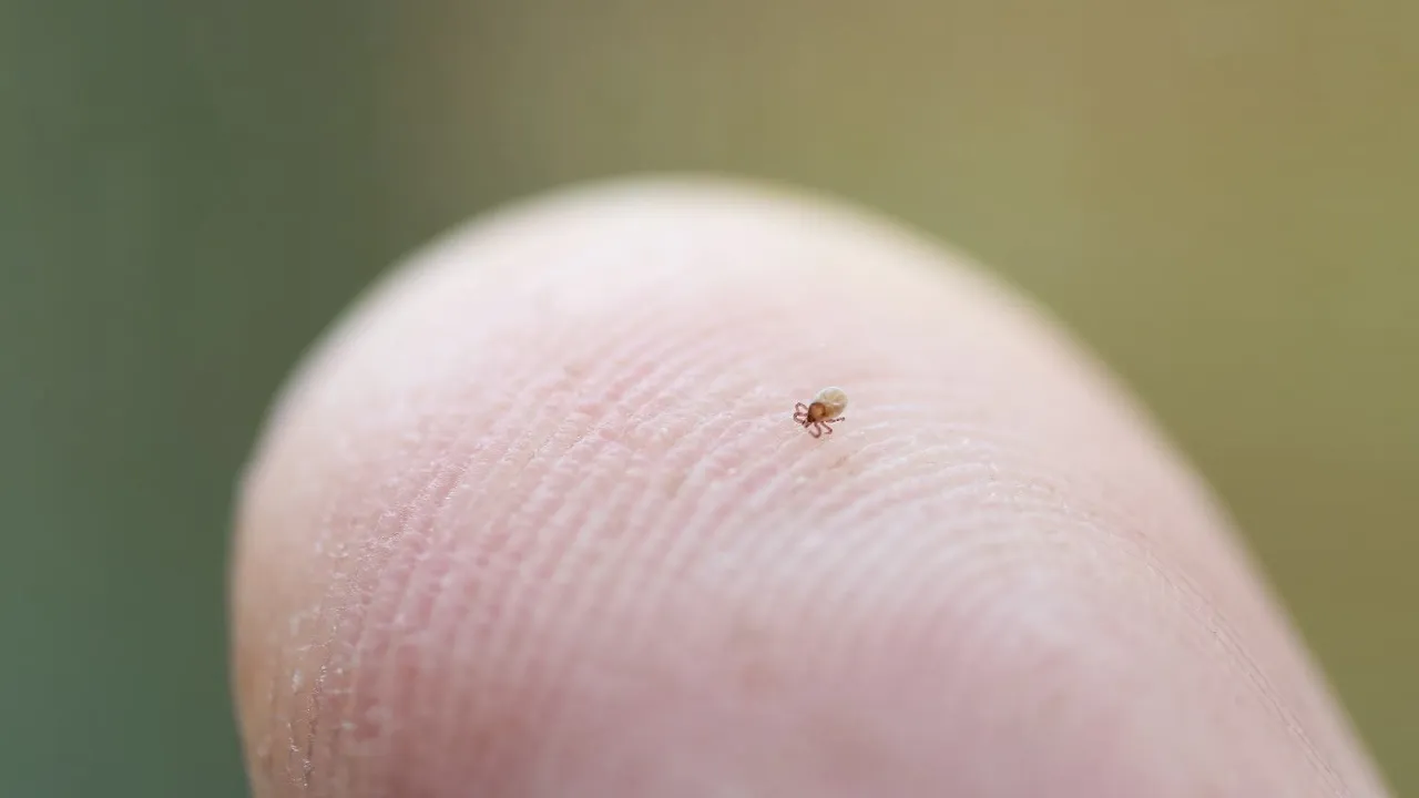 kleszcz a pieprzyk, kleszcz a strupek, pomyłki identyfikacji kleszcza