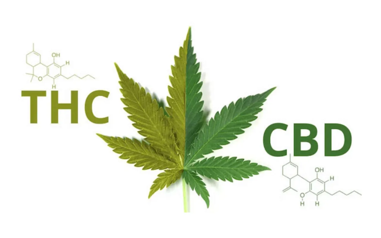 CBD THC działanie na organizm