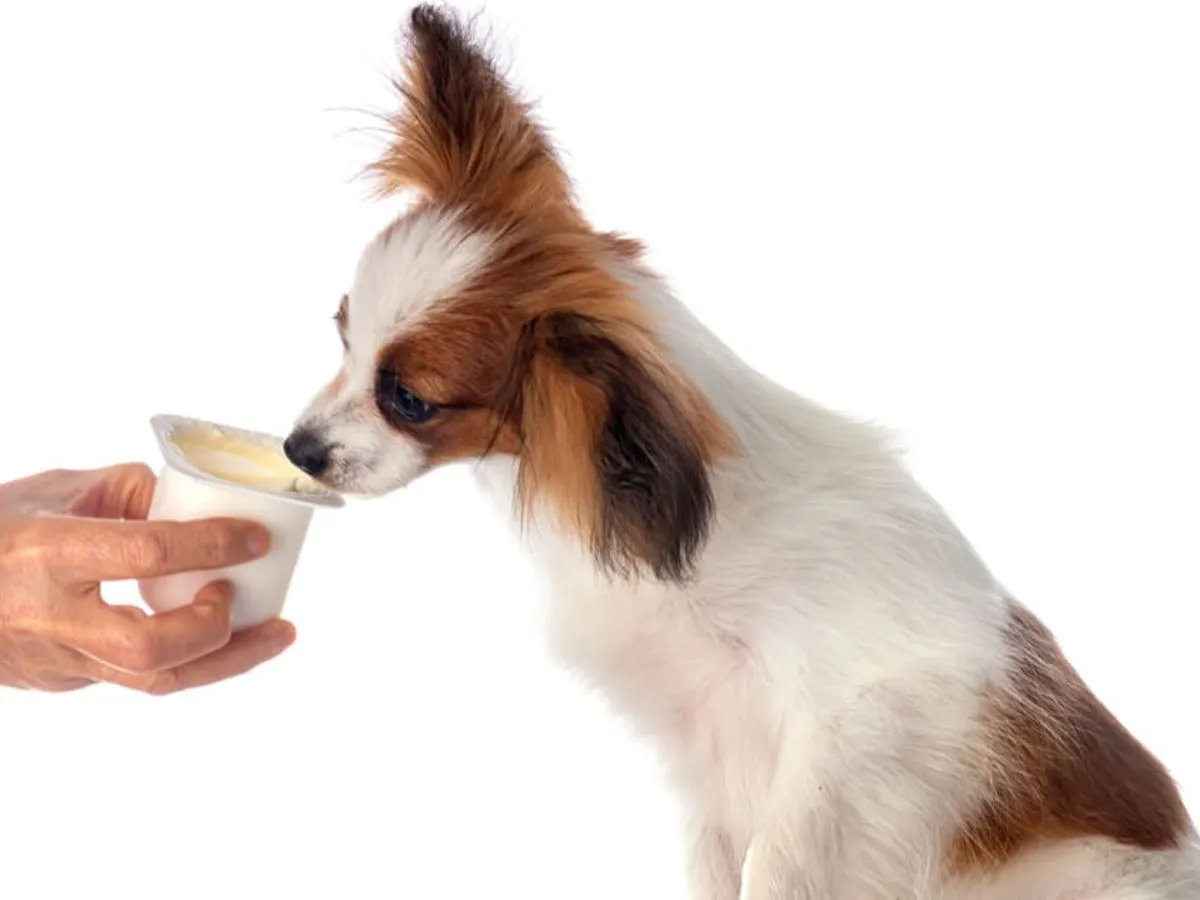 Pies jedzący jogurt naturalny