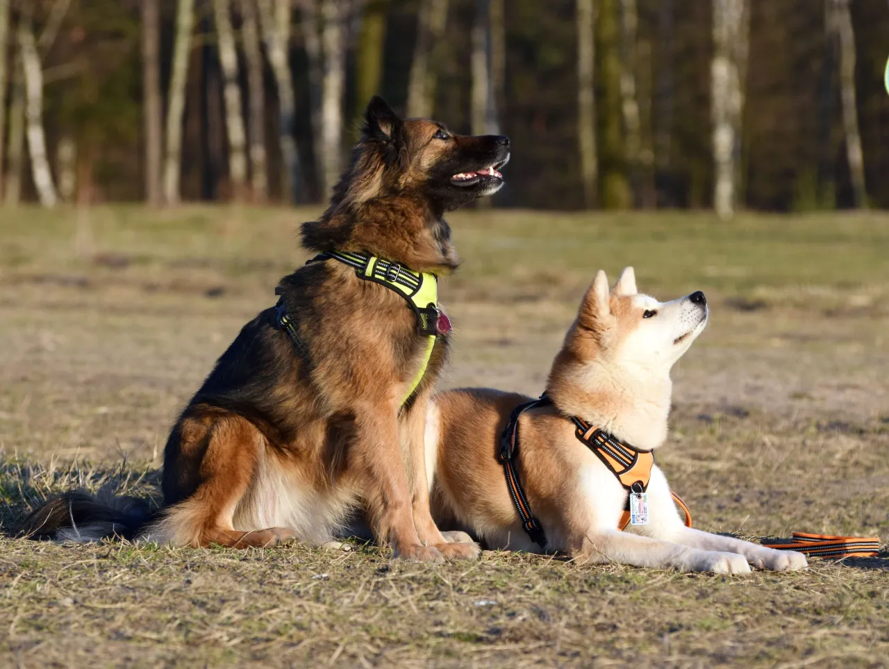 szczęśliwy pies z właścicielem