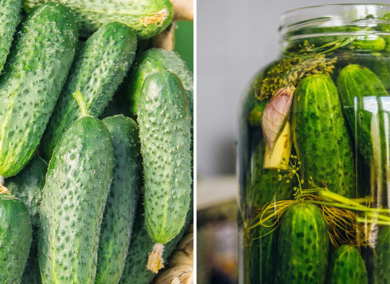 ogórki gruntowe do kiszenia odmiany