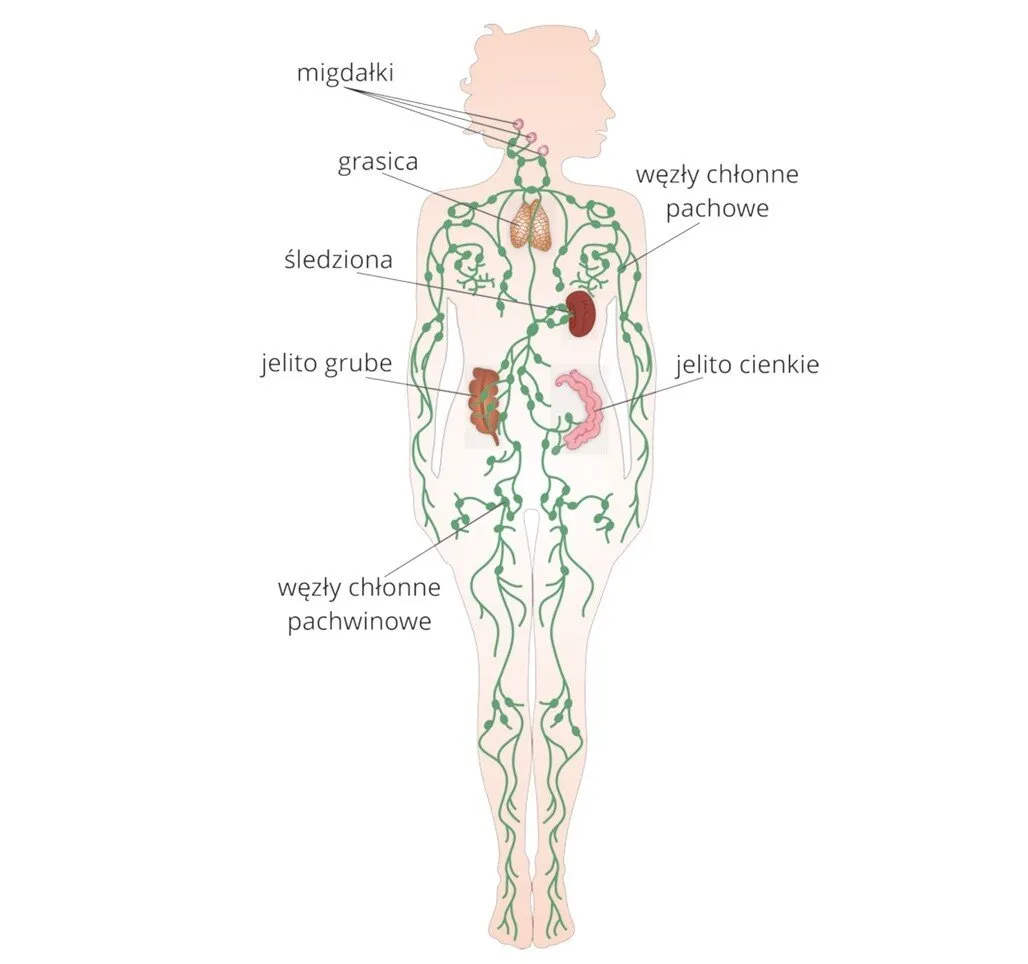 schemat układu limfatycznego i węzł&oacute;w chłonnych