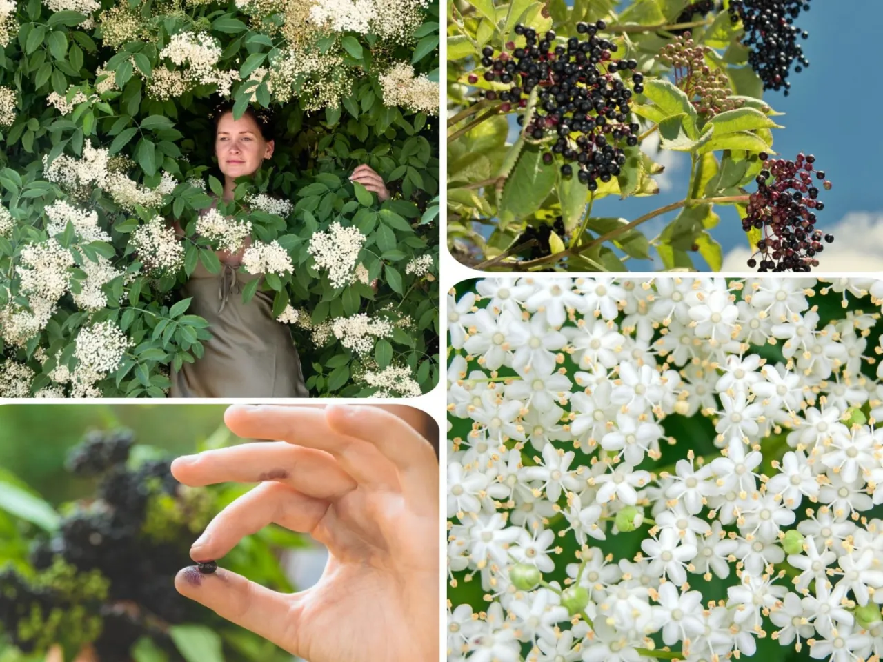 Pielęgnacja czarnego bzu