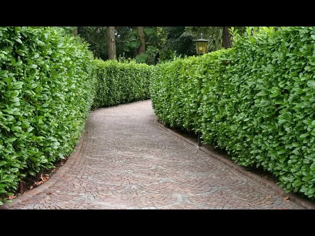 zimozielony żywopłot gęsty