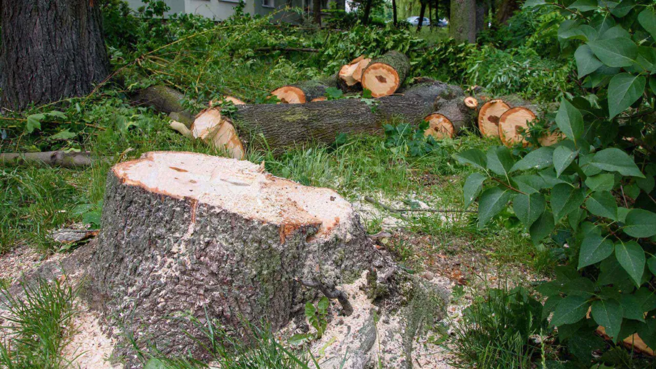 Świeża wycinka orzecha włoskiego. Pnie i gałęzie leżą na trawie, obok widoczny jest gruby pień po ściętym drzewie.