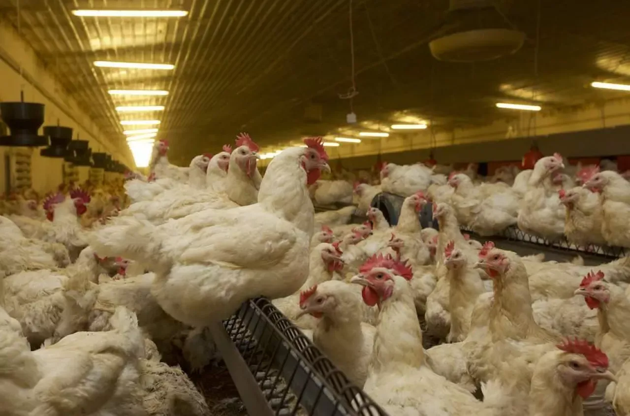 Aktualne ceny drobiu w polskich sklepach 2026