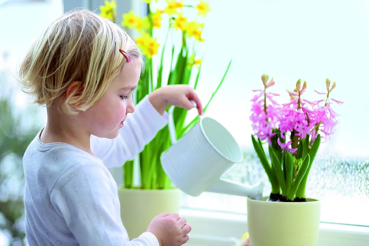 Pielęgnacja hiacynta w doniczce