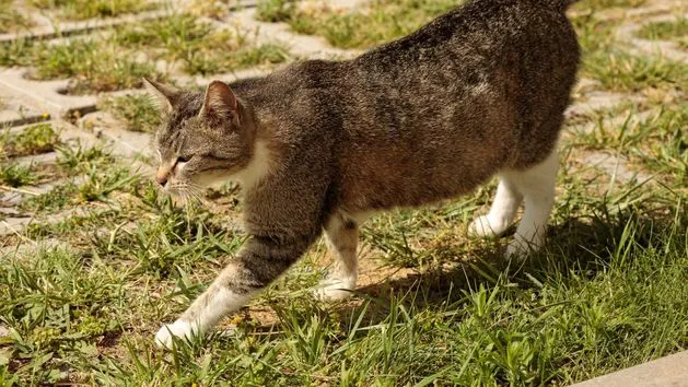 kot domowy na kanapie i kot na zewnątrz w ogrodzie