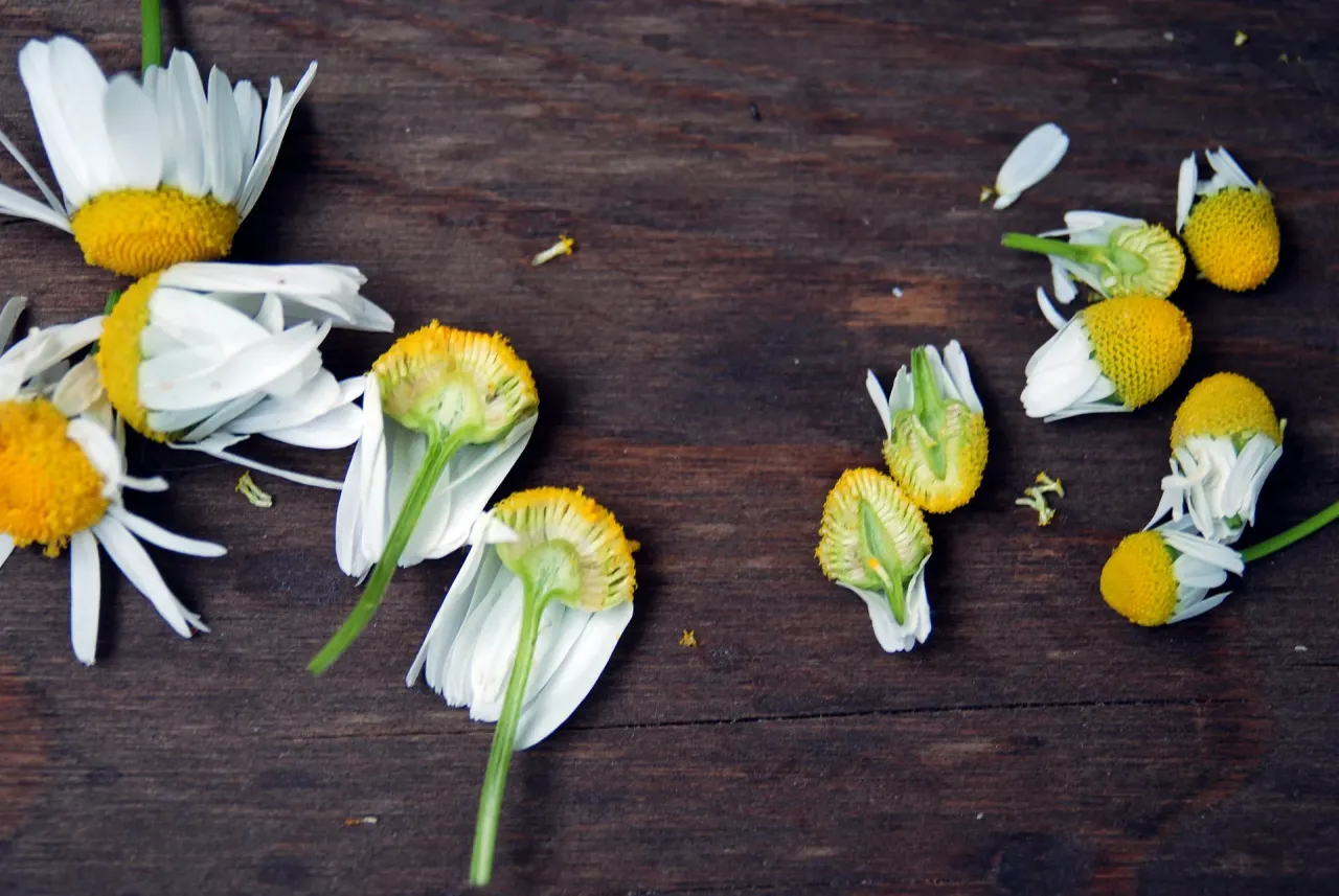 rumianek dno kwiatowe przekr&oacute;j vs maruna