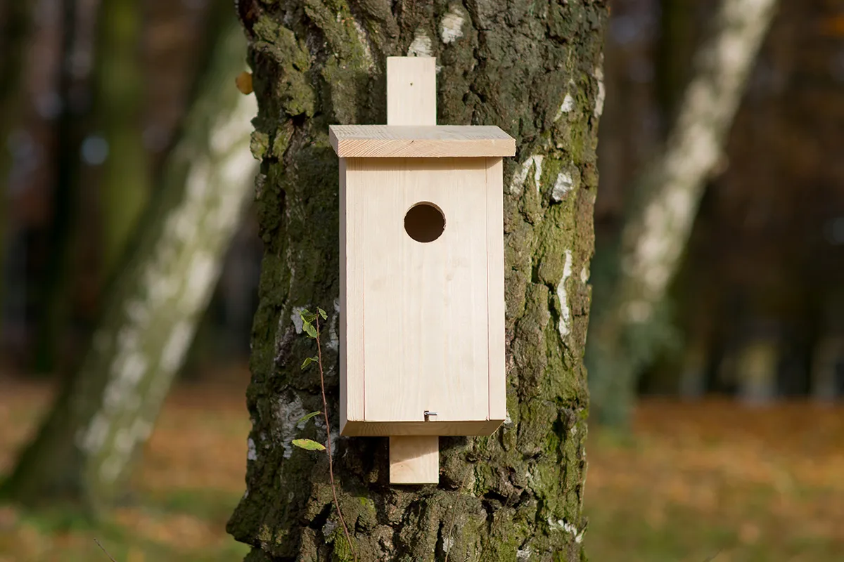 budka lęgowa dla szpaka na drzewie wysokość