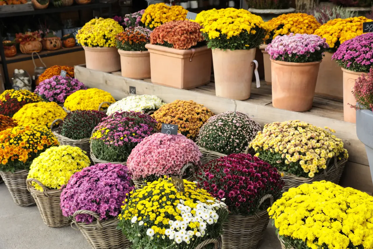 Kwiaty doniczkowe na cmentarz