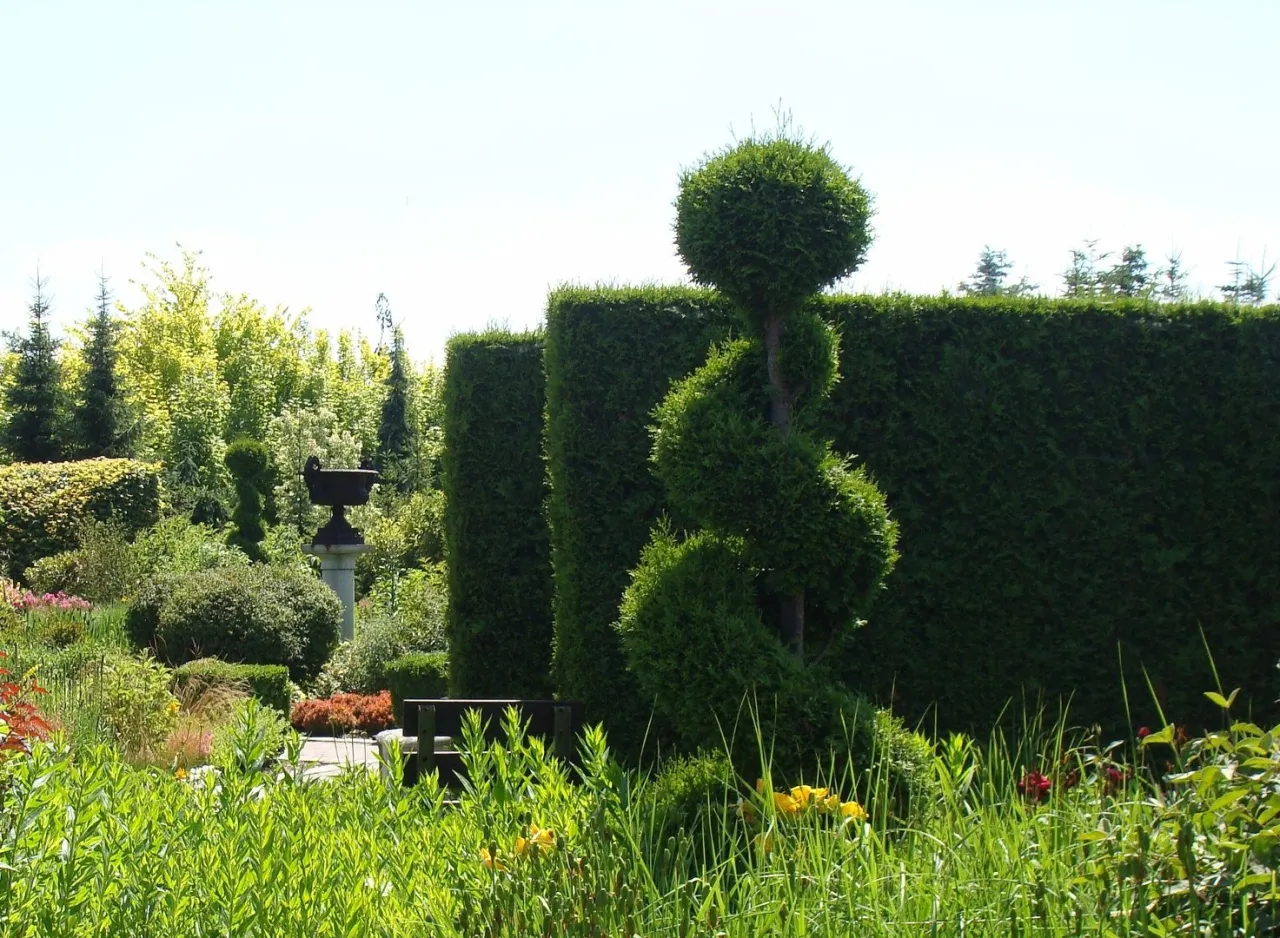 Harmonogram cięcia tui w ogrodzie
