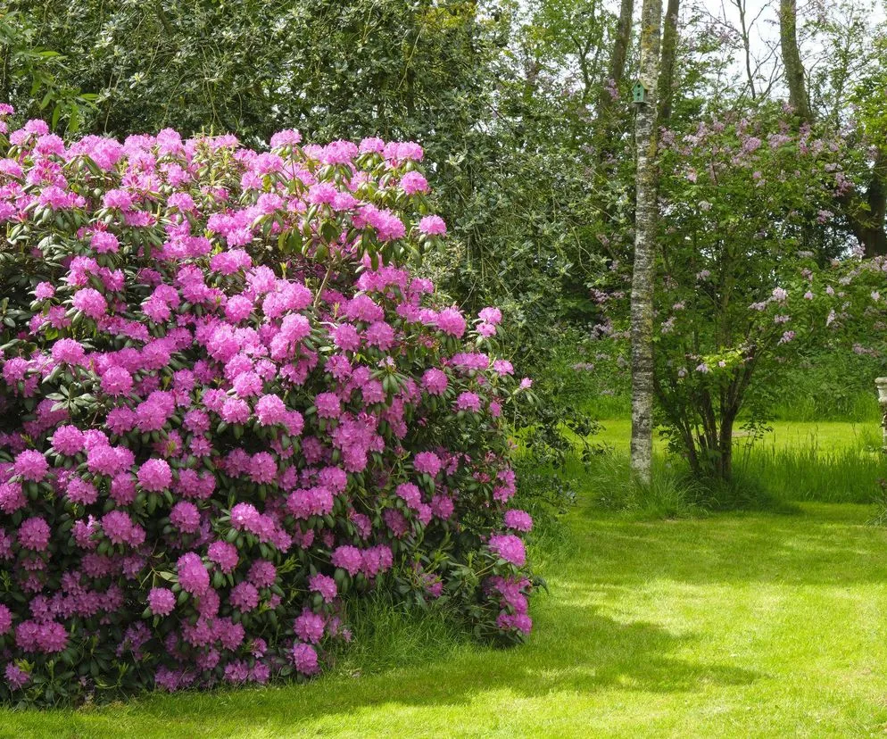 zdrowe r&oacute;żaneczniki w ogrodzie