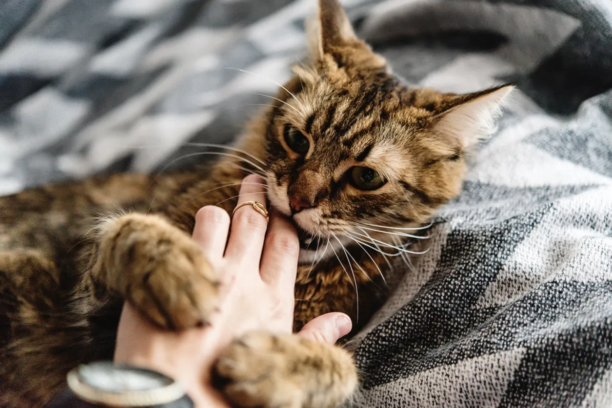 Zdjęcie Por qué mi gato me muerde: razones sorprendentes y cómo evitarlo