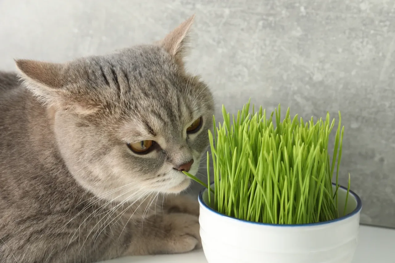 Szary kotek z zaciekawieniem wącha świeżą rzeżuchę. Czy koty mogą jeść rzeżuchę? Ten kotek zdaje się wiedzieć!