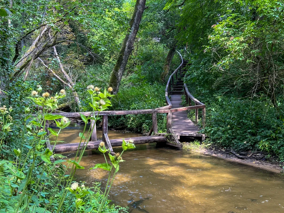 Drewniany mostek i schody prowadzą przez zielony las. To piękna zamość trasa spacerowa.
