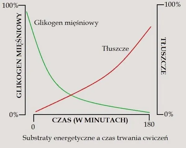 metabolizm spalanie tłuszczu, glikogen mięśniowy, energia z tłuszczu