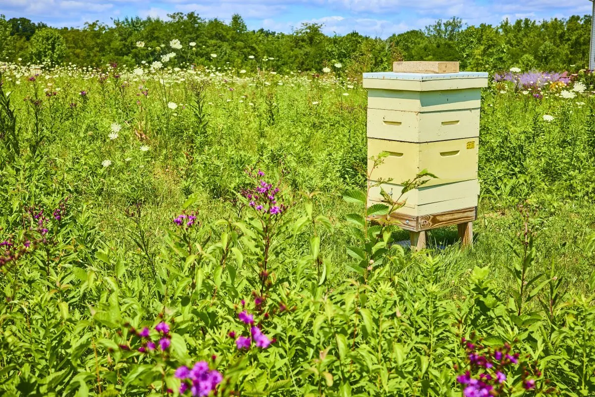 Pasieka w kwiecistej łące, idealne miejsce na start. Dowiedz się, jak założyć pasiekę dofinansowanie.