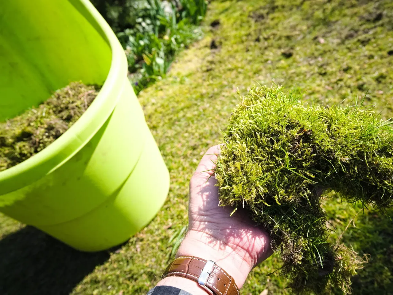 Wapnowanie trawnika pH