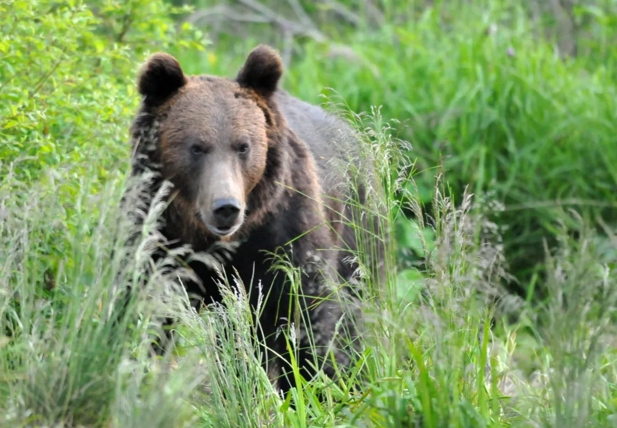 niedźwiedź brunatny w bieszczadach