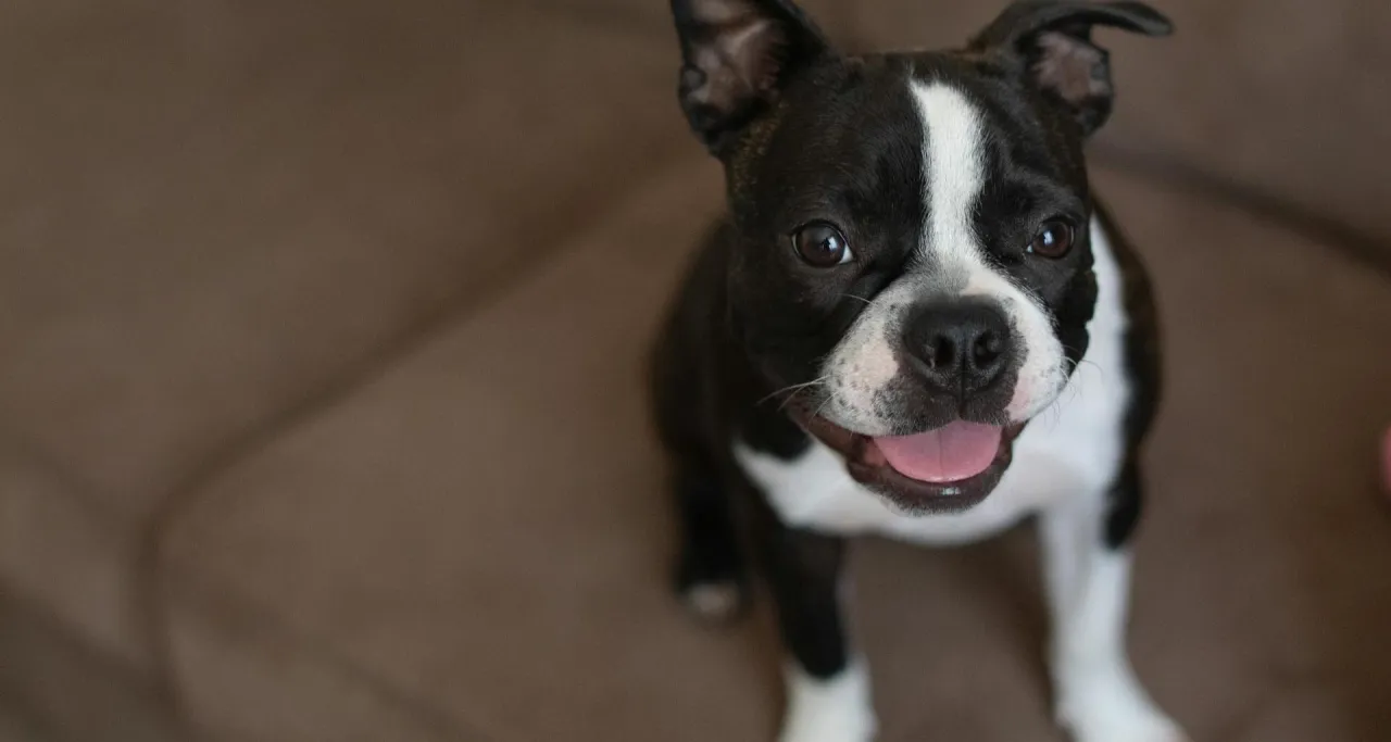 Szczeniak z weterynarzem szczepienie