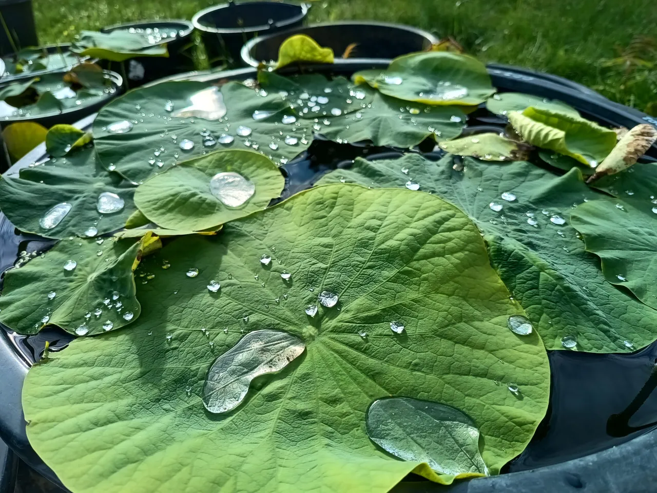efekt lotosu na liściach