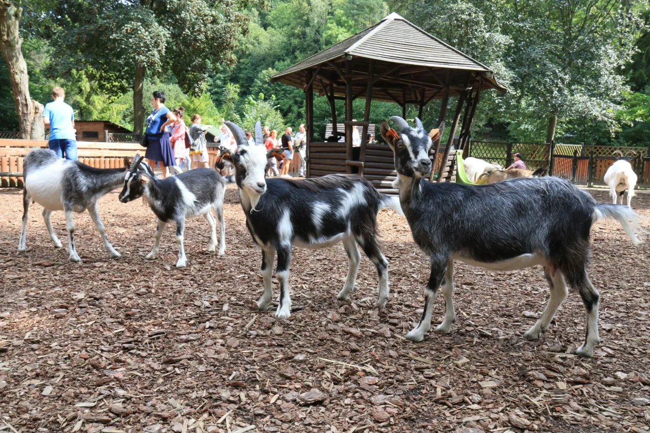 Małe ZOO Gdańsk, dzieci karmiące zwierzęta ZOO Gdańsk