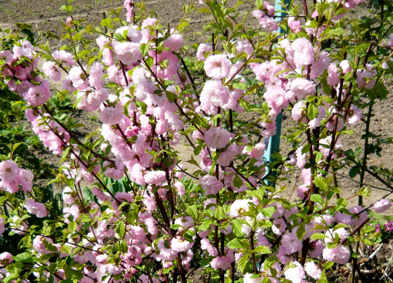 Pielęgnacja migdałka po cięciu