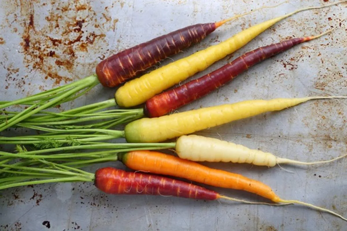 Zdjęcie Do kiedy siać marchew? Ostatni termin siewu na jesień i zimę