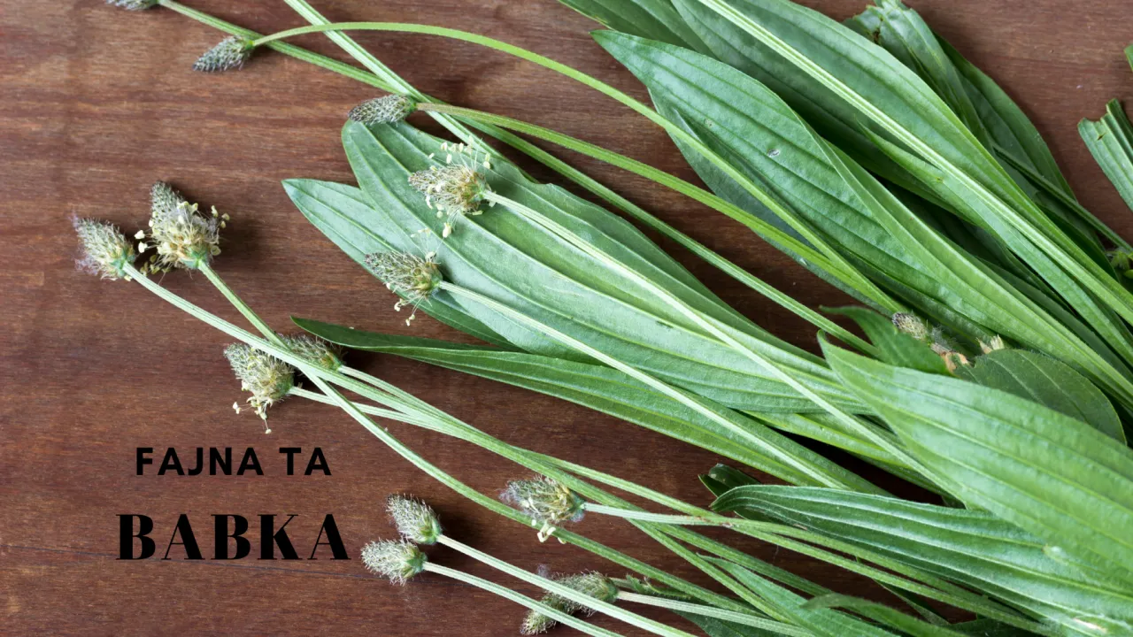 Babka lancetowata identyfikacja