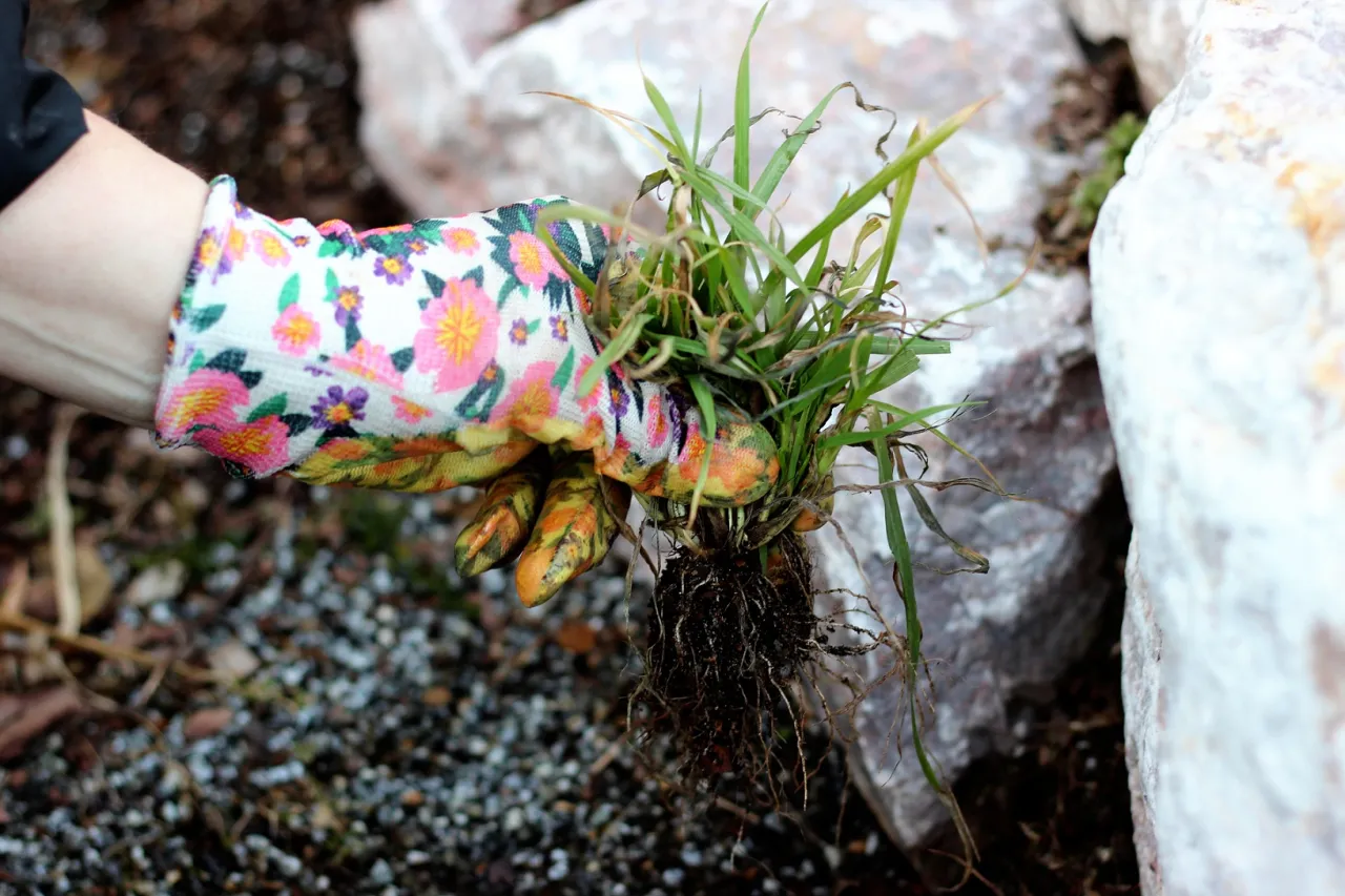 usuwanie chwastów profilaktyka
