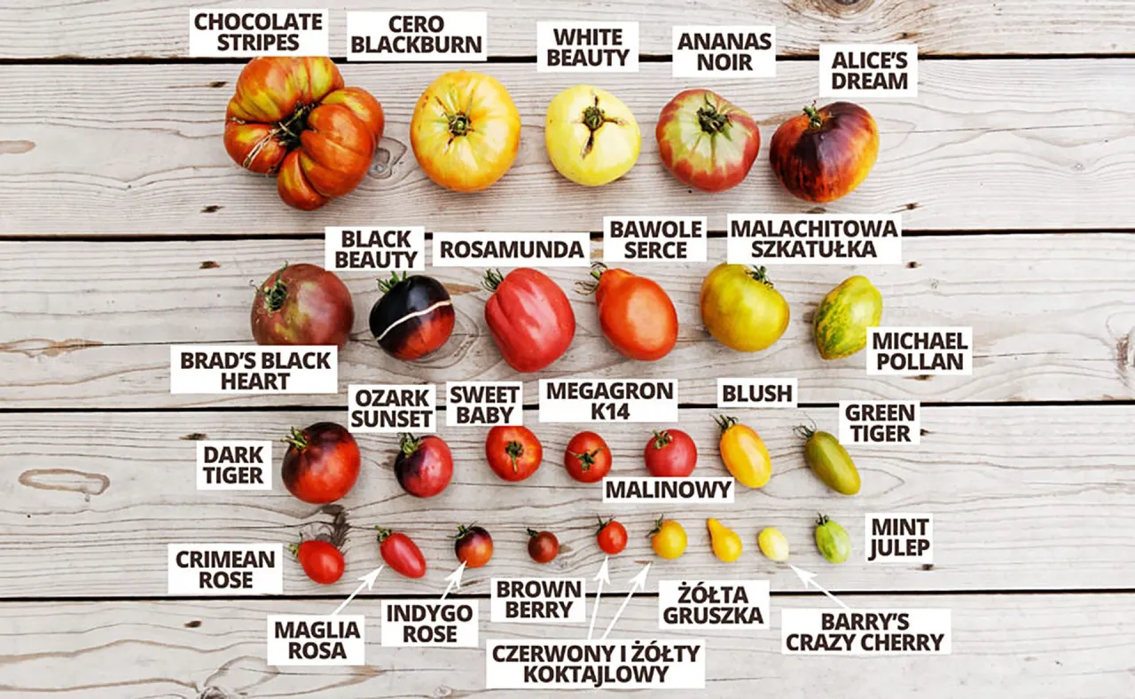 r&oacute;żne odmiany pomidor&oacute;w do mrożenia