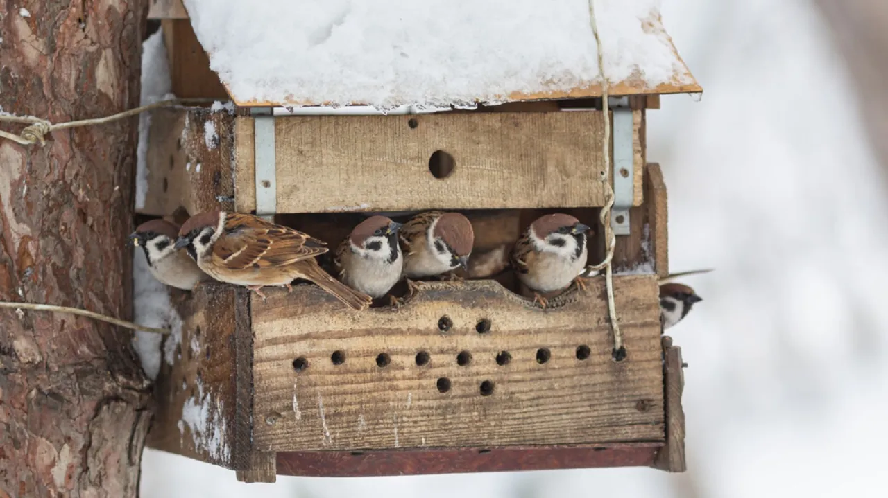 s&oacute;l i spleśniałe jedzenie szkodliwe dla ptak&oacute;w