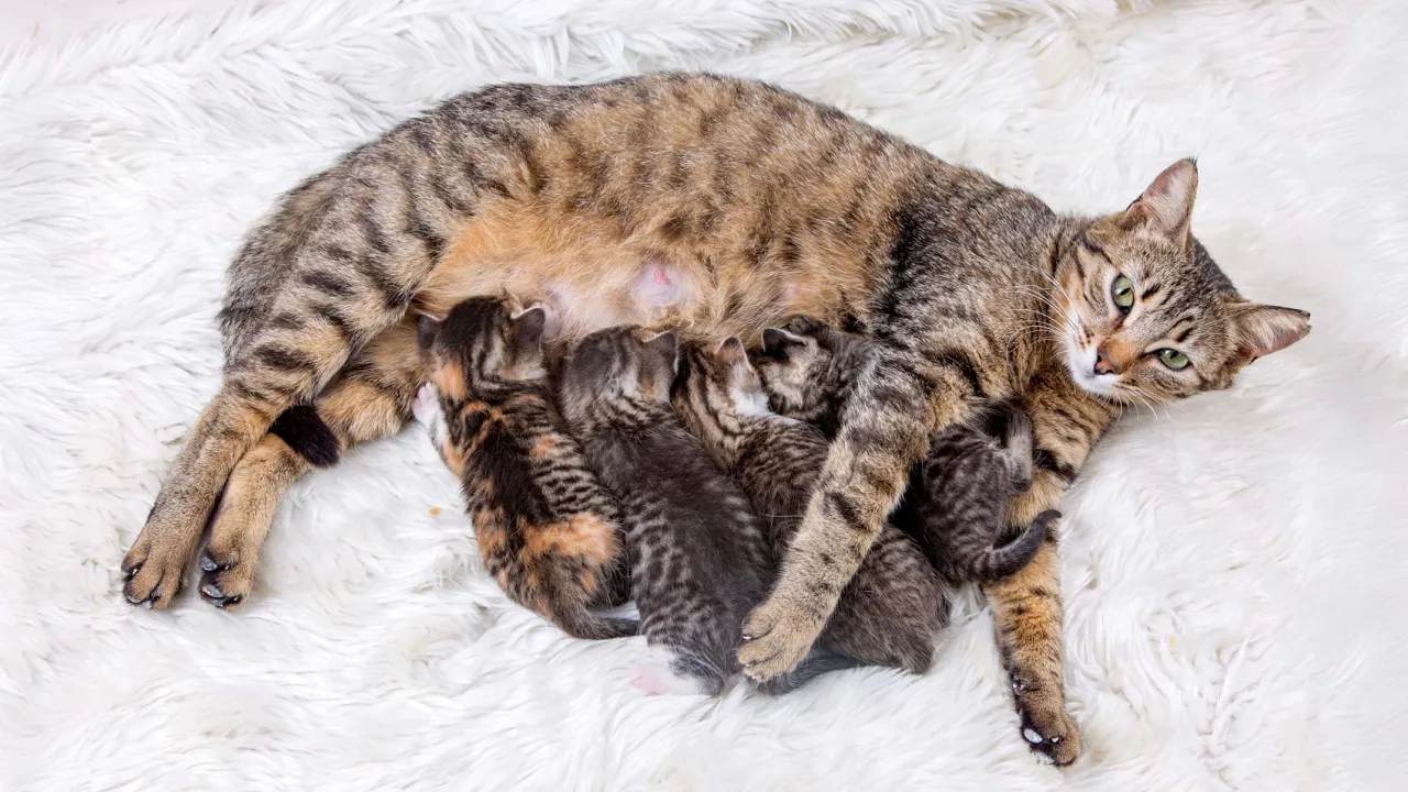 kotka z nowonarodzonymi kociętami