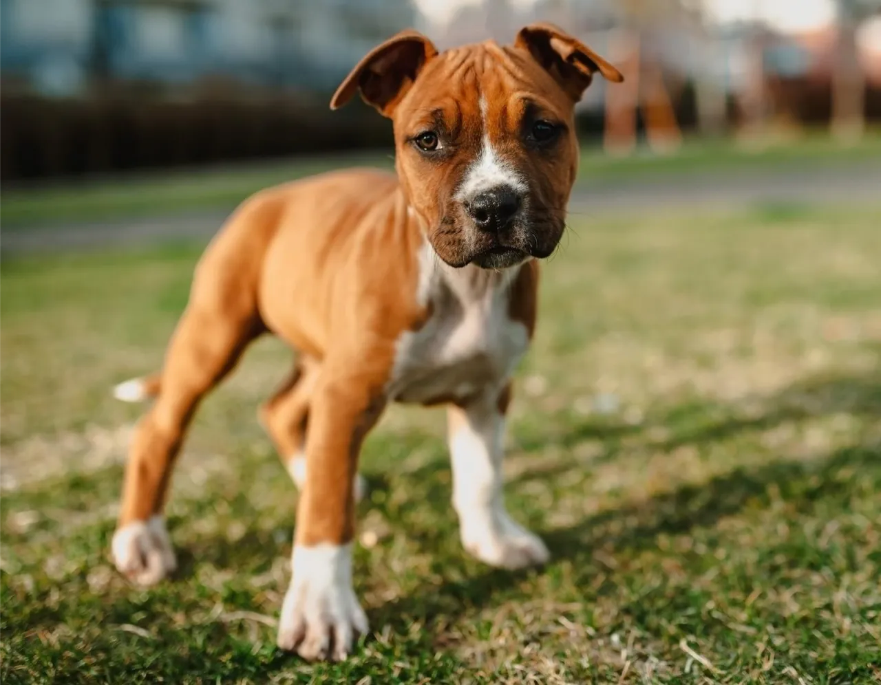 szczeniak amstaff socjalizacja zabawa