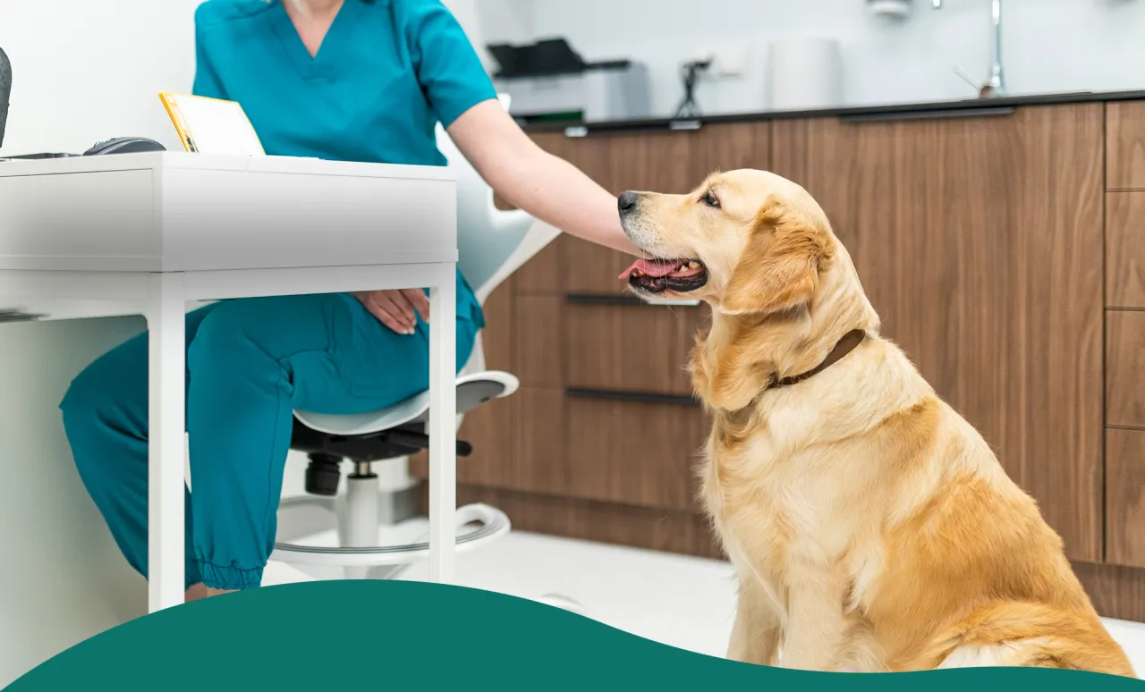 Lekarz weterynarii w pracy z małym zwierzęciem