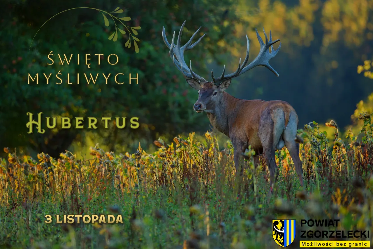 Święto Myśliwych Hubertus 3 listopada. Majestatyczny jeleń z imponującym porożem na tle jesiennej przyrody.