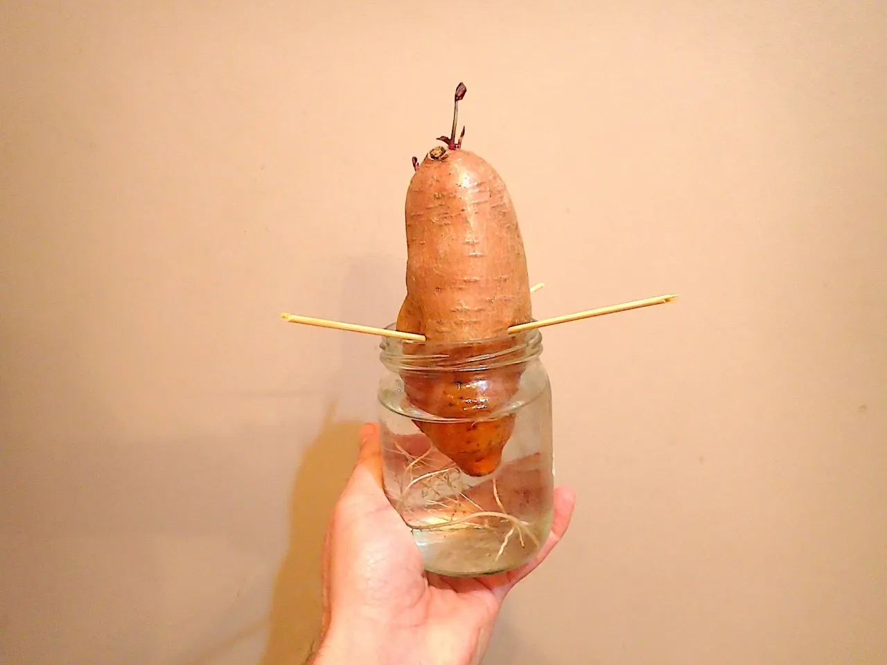 Sadzonki batatów w wodzie