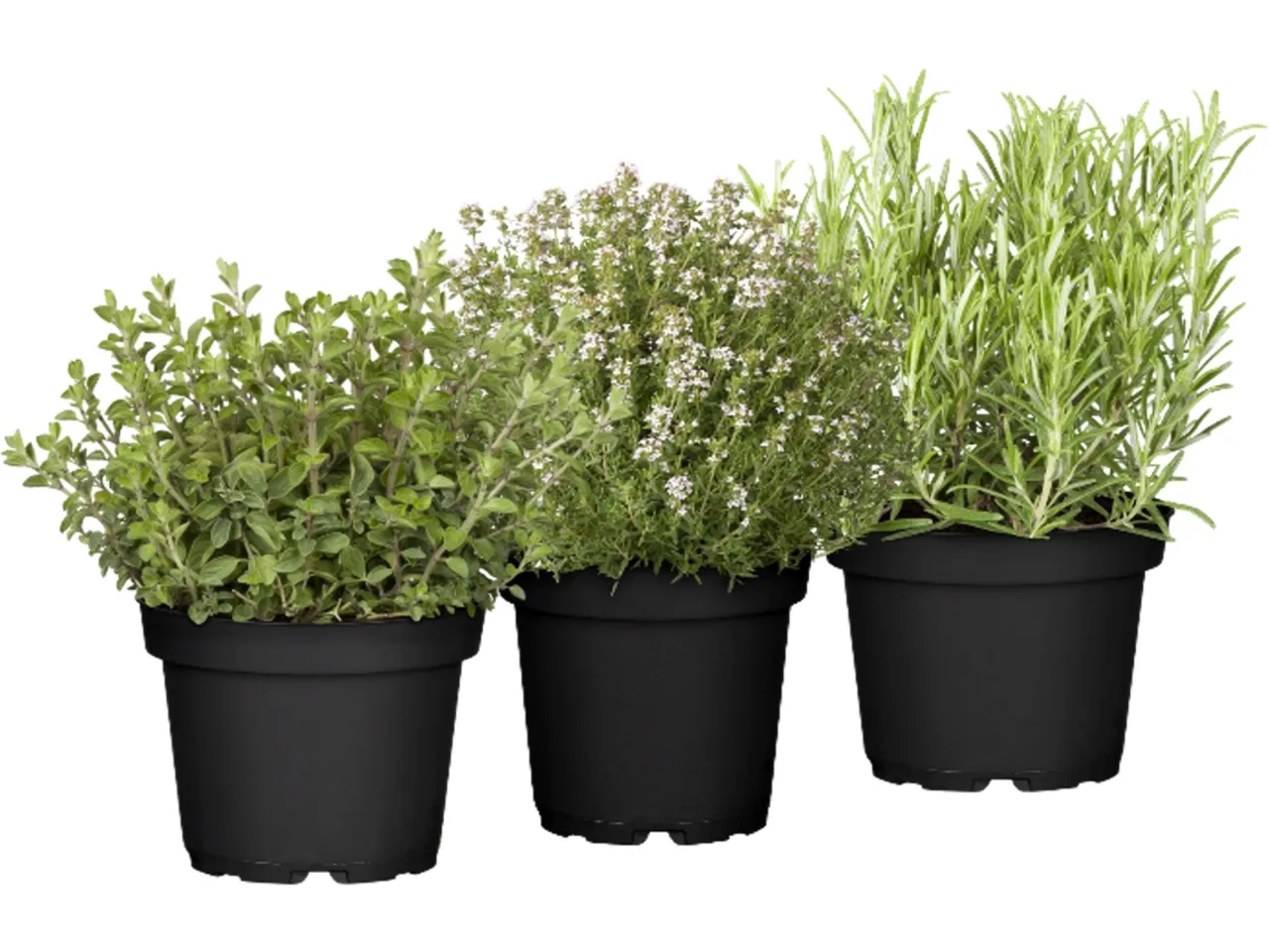 Mediterrane Kräuter wie Rosmarin und Thymian