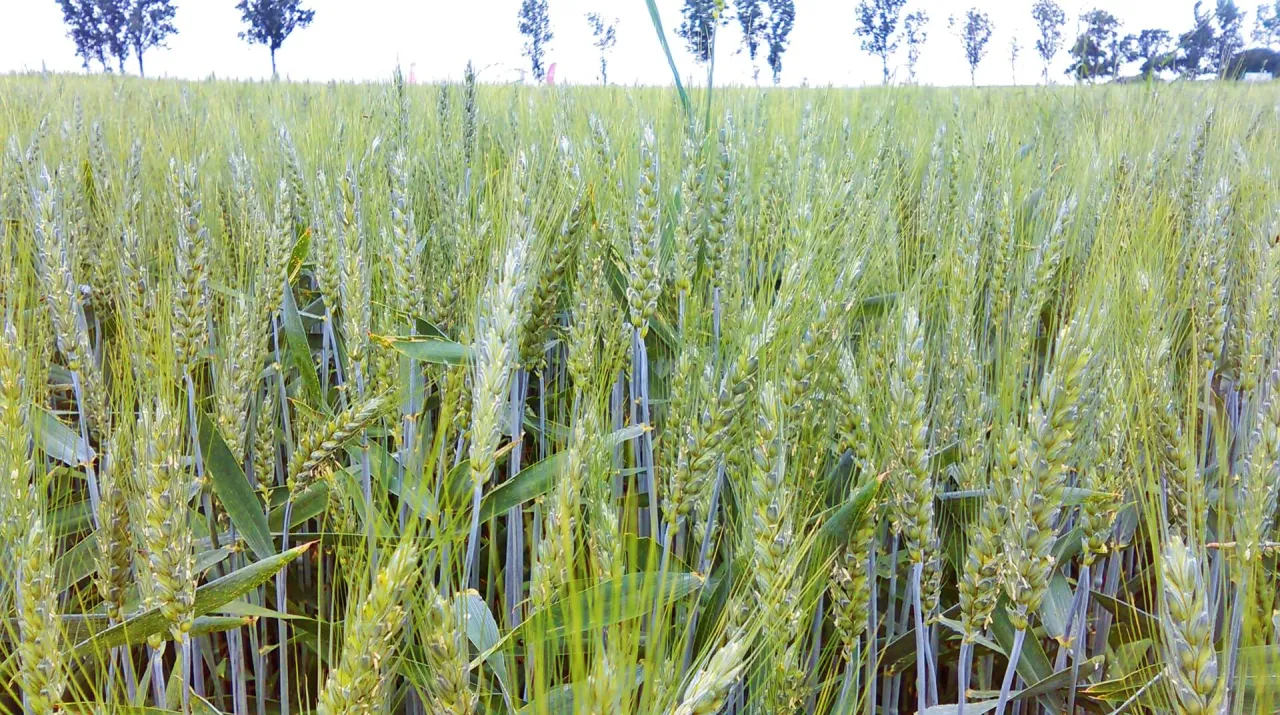 różnice pszenica ozima jara