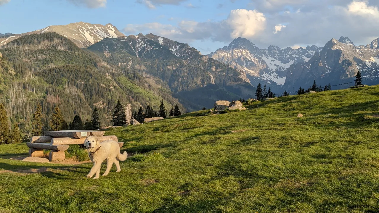 Rusinowa Polana panorama Tatr owce