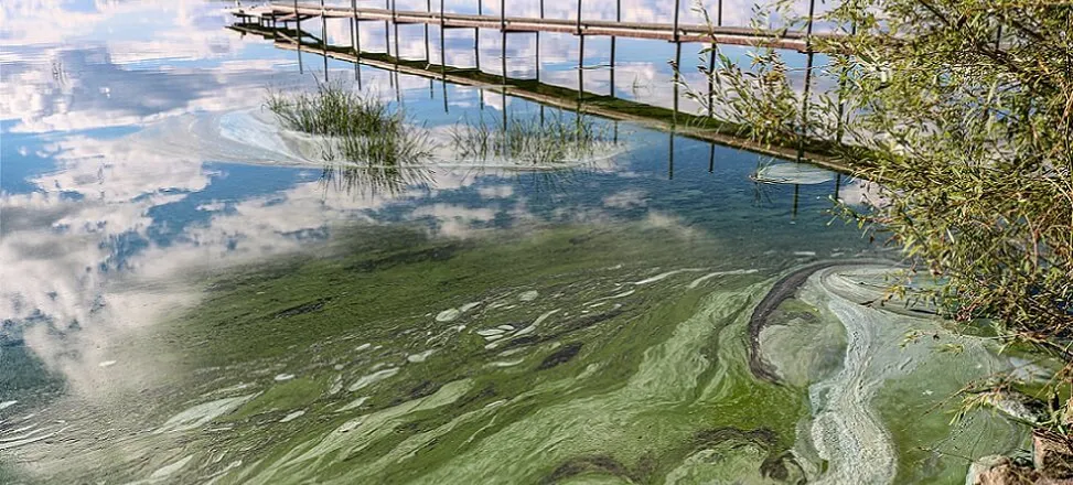 Zanieczyszczona rzeka nawozami, eutrofizacja