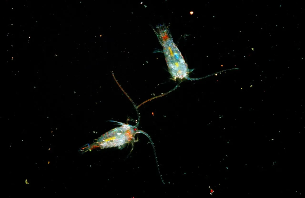 Bajkał czysta woda episzura