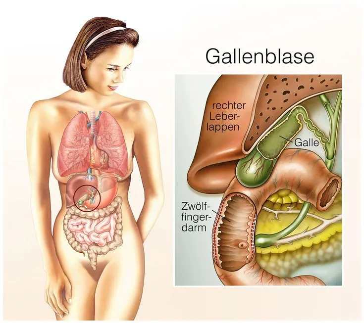 Gallenblase Anatomie und Verdauungssystem