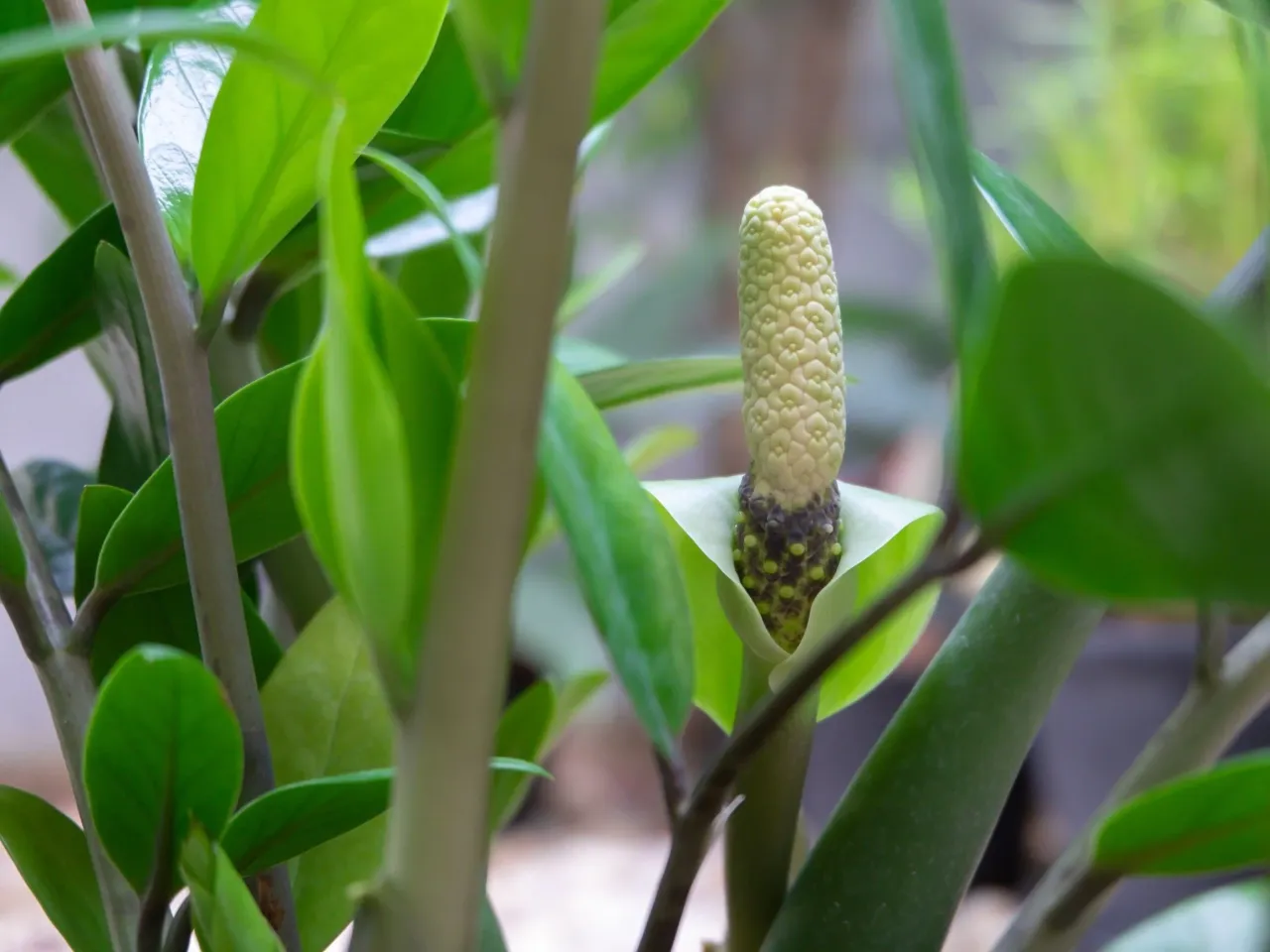 Kwitnący zamiokulkas w doniczce