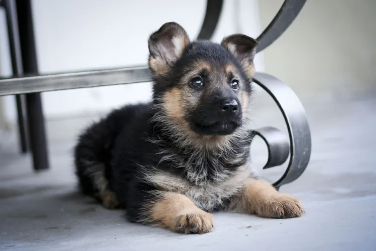 młody owczarek niemiecki szczeniak