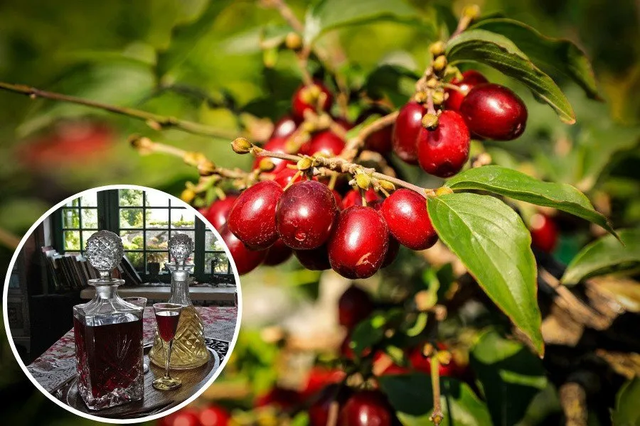 Zdjęcie Nalewka z derenia na co pomaga - poznaj jej niezwykłe właściwości zdrowotne