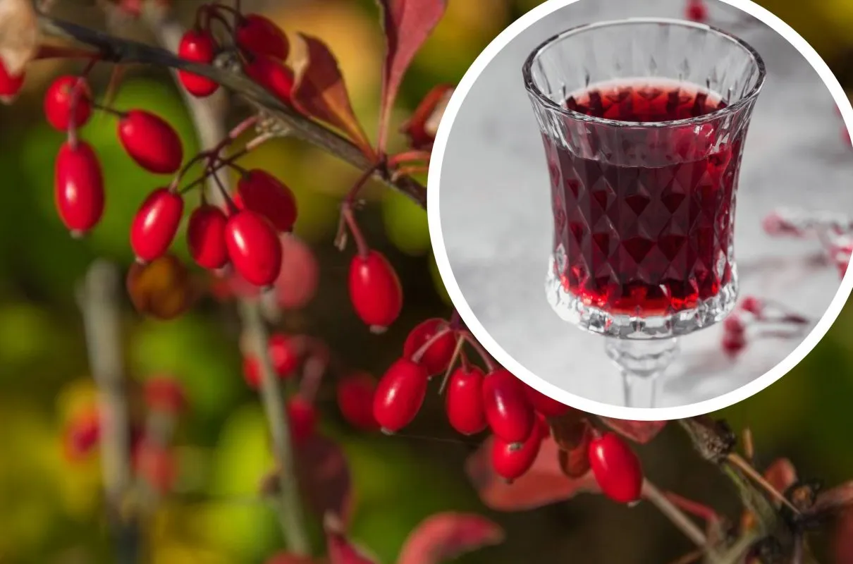 Zdjęcie Co można zrobić z derenia oprócz nalewki? Smakowite przepisy i porady